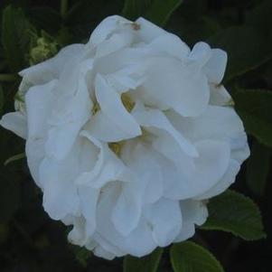 Rosa rugosa Blanc Double de Coubert