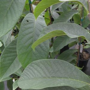 Asimina triloba 