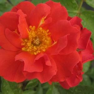 Rosa Cinco de Mayo™