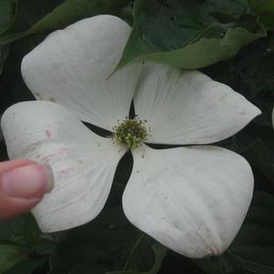 Cornus kousa x nuttallii Venus®