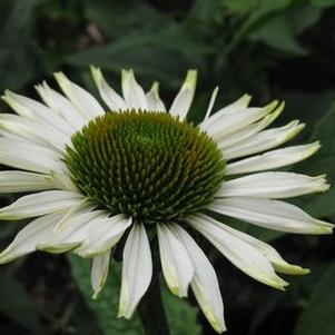 Echinacea purpurea Fragrant Angel