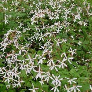 Gillenia (Porteranthus) trifoliata 