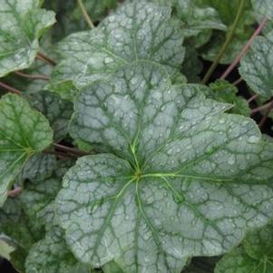 Heuchera americana Dale's Strain