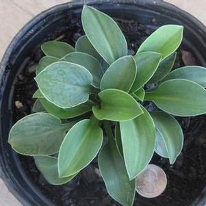 Hosta Blue Mouse Ears