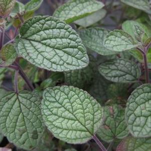 Scutellaria ovata 