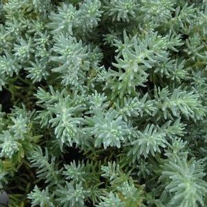 Sedum reflexum Blue Spruce - Stonecrop