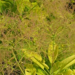 Cotinus coggygria Golden Spirit™