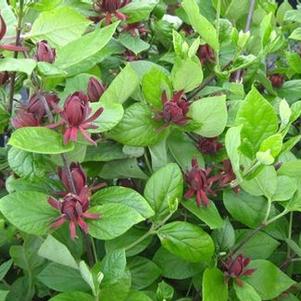 Calycanthus floridus Edith Wilder
