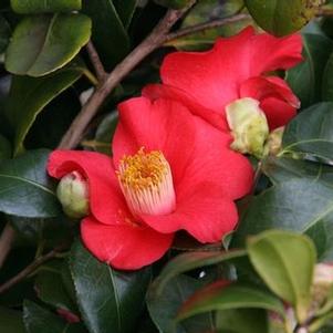 Camellia japonica Greensboro Red Camellia from Pleasant Run Nursery