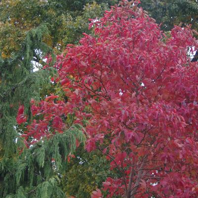 Sassafras albidum 