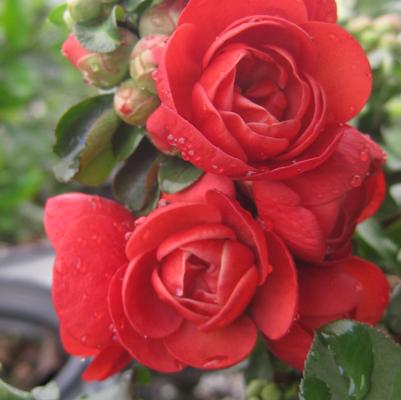 Chaenomeles speciosa Double Take® Scarlet