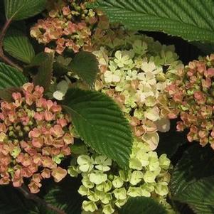 Viburnum plicatum Kern's Pink