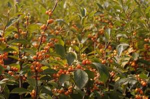 Ilex verticillata Chrysocarpa