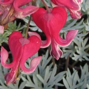 Dicentra x Fire Island
