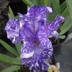 Iris germanica Batik