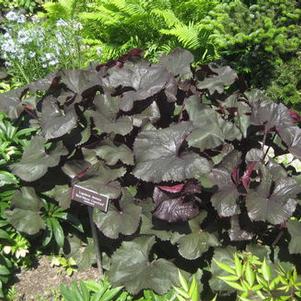 Ligularia dentata Britt-Marie Crawford