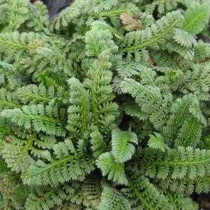 Leptinella squalida Brass Buttons