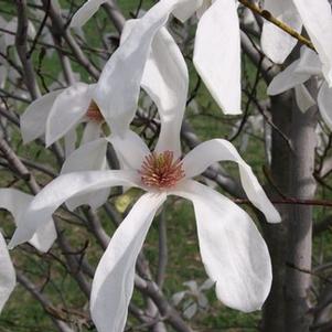 Magnolia xkewensis Wada's Memory