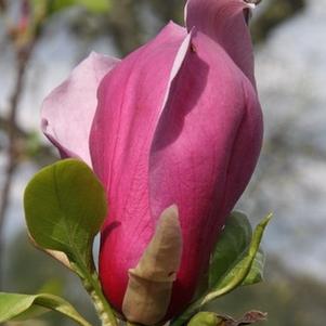Magnolia x Purple Prince