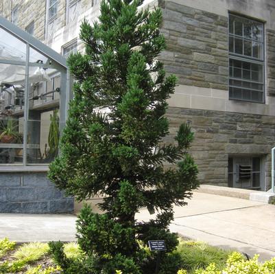 Cryptomeria japonica Black Dragon