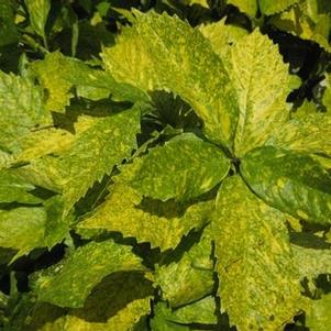 Aucuba japonica Mr. Goldstrike