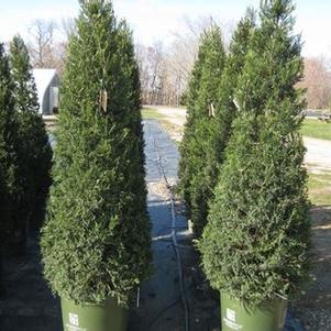Juniperus chinensis Hetzii Columnaris