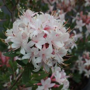 Rhododendron atlanticum Marydel