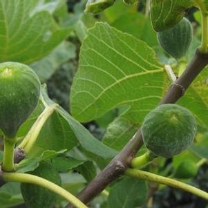 Ficus carica Brown Turkey