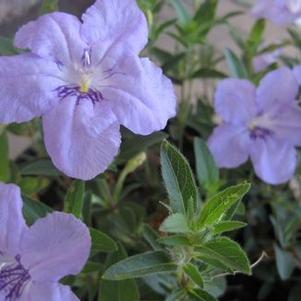 Ruellia humilis 