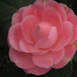 Camellia x April Pink