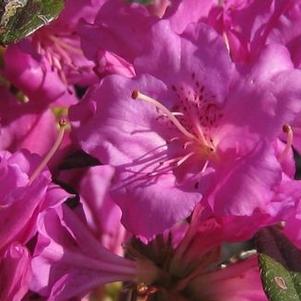 Rhododendron Karen