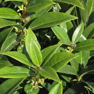 Sarcococca hook. hum. Fragrant Mountain™
