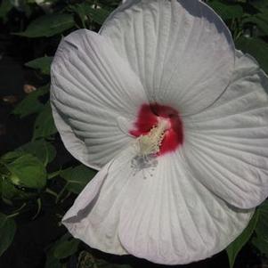 Hibiscus x Luna™ 'White'