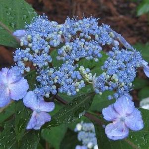 Hydrangea serrata Blue Billow