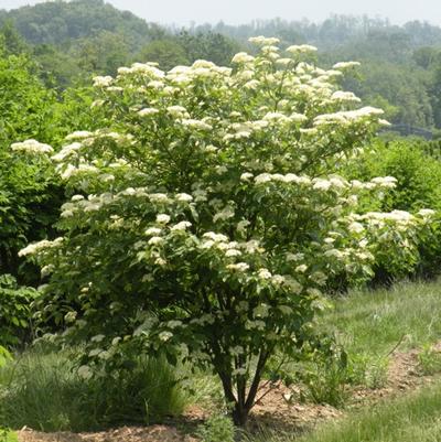 Cornus alternifolia 