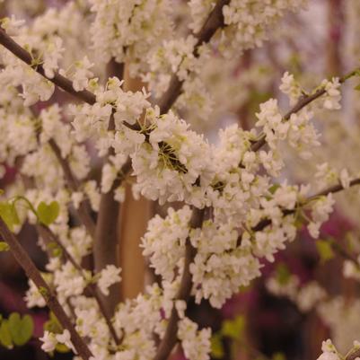 Cercis canadensis Royal White