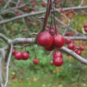 Malus x Prairifire