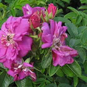 Rosa x rugosa Purple Pavement