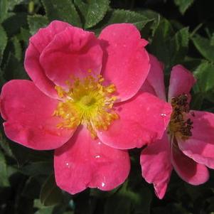 Rosa William Baffin