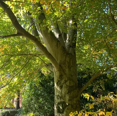 Fagus grandifolia 