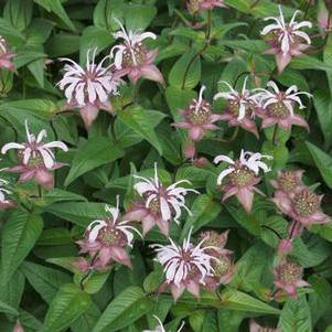 Monarda bradburiana - Eastern Bee Balm