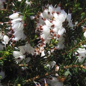 Erica x darleyensis Mediterranean White