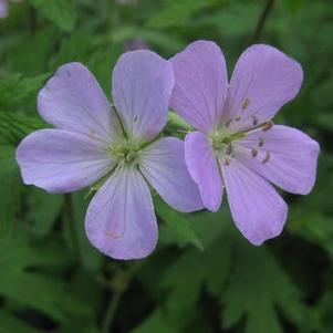 Geranium maculatum - Spotted Cranesbill