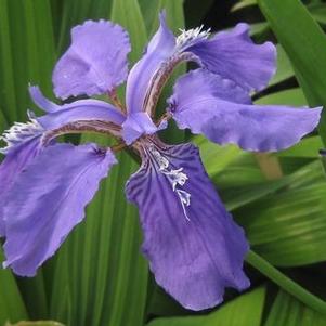 Iris tectorum 
