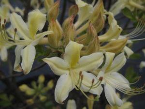 Rhododendron aus. x atlan. Choice Cream