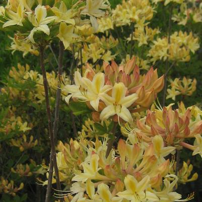 Rhododendron aus. x atlan. Choice Cream