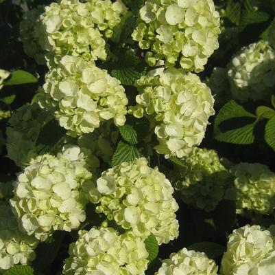 Viburnum plicatum Popcorn