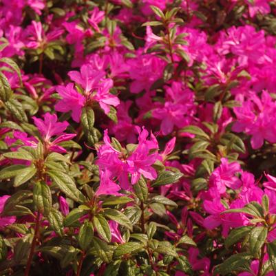 Rhododendron Girard Crimson