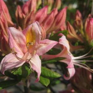 Rhododendron atlan. x pericly. Choptank Rose