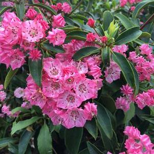 Kalmia latifolia Pink Charm